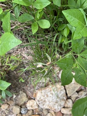 Thermopsis mollis