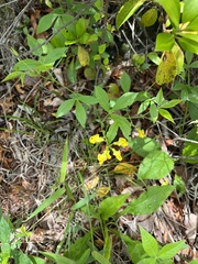 Thermopsis mollis