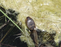 Acilius abbreviatus