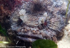 Batrachomoeus dubius