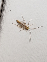 Enicospilus glabratus