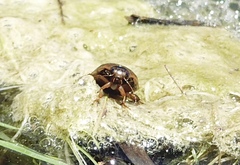 Acilius abbreviatus
