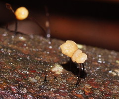 Marasmius alveolaris