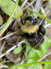 Bombus flavidus flavidus