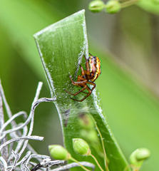 Araneus pratensis
