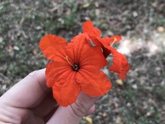 Cordia sebestena