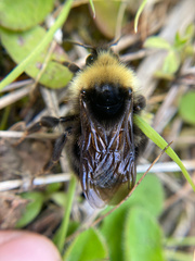 Bombus flavidus flavidus