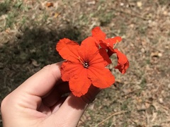 Cordia sebestena