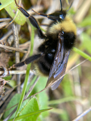 Bombus flavidus flavidus