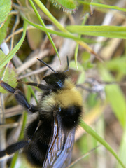 Bombus flavidus flavidus