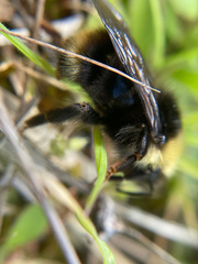 Bombus flavidus flavidus