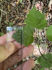 Crataegus iracunda
