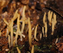 Calocera fusca