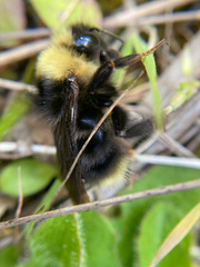 Bombus flavidus flavidus