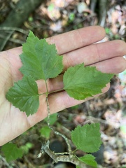 Crataegus iracunda