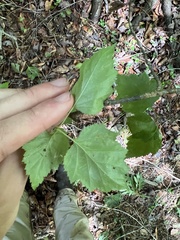 Crataegus iracunda