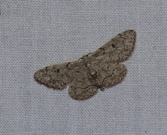 Idaea violacearia