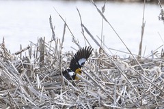 Xanthocephalus xanthocephalus