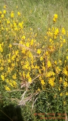 Genista tinctoria