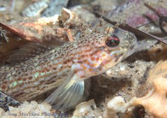 Istigobius hoesei