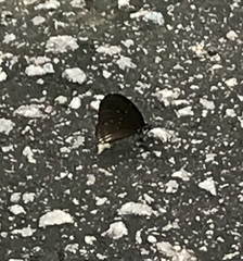 Euploea eyndhovii gardineri