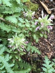 Pedicularis dudleyi