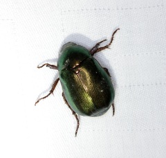 Anomala russiventris