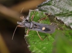 Ectomocoris atrox