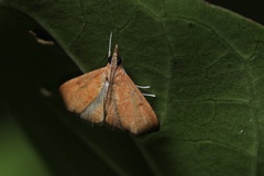 Hemiscopis sanguinea