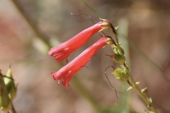 Penstemon eatonii