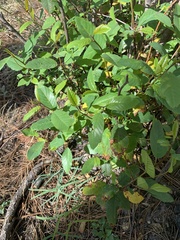 Frangula betulifolia