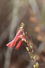 Penstemon eatonii