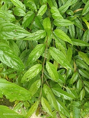 Rhamnus nakaharai