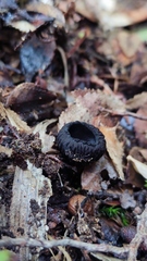 Galiella coffeata