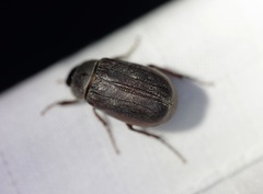 Sophrops planicollis