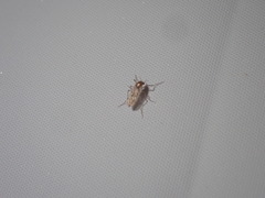 Chaoborus astictopus