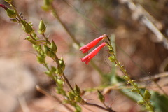 Penstemon eatonii