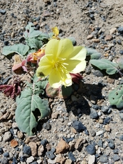 Oenothera xylocarpa