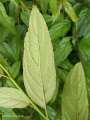 Rhamnus nakaharai