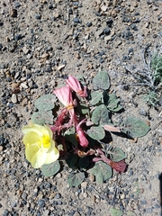 Oenothera xylocarpa