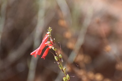 Penstemon eatonii