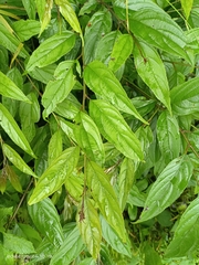 Rhamnus nakaharai