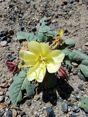 Oenothera xylocarpa