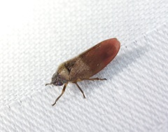 Eoscarta karschi