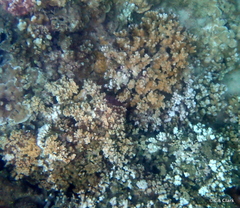 Montipora capitata