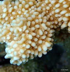 Montipora capitata