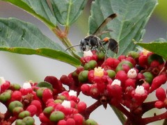 Ropalidia sumatrae