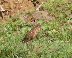 Ixobrychus cinnamomeus