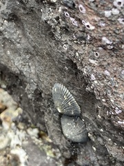Cellana sandwicensis