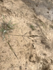 Sporobolus actinocladus